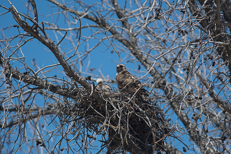 Roodstaartbuizerd